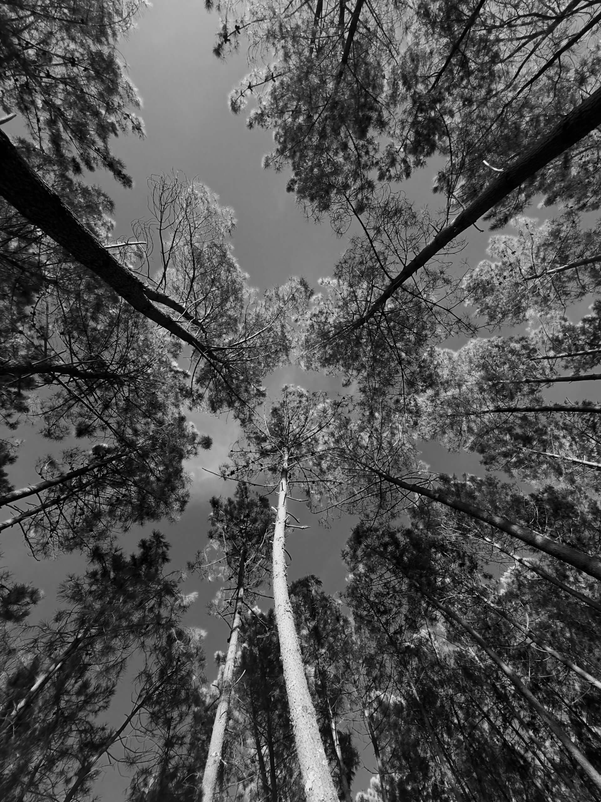 Looking up at tall pine trees from ground level in black and white