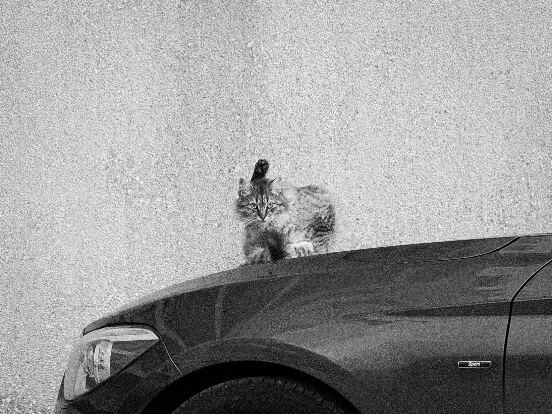 Cat sitting on a car hood in black and white