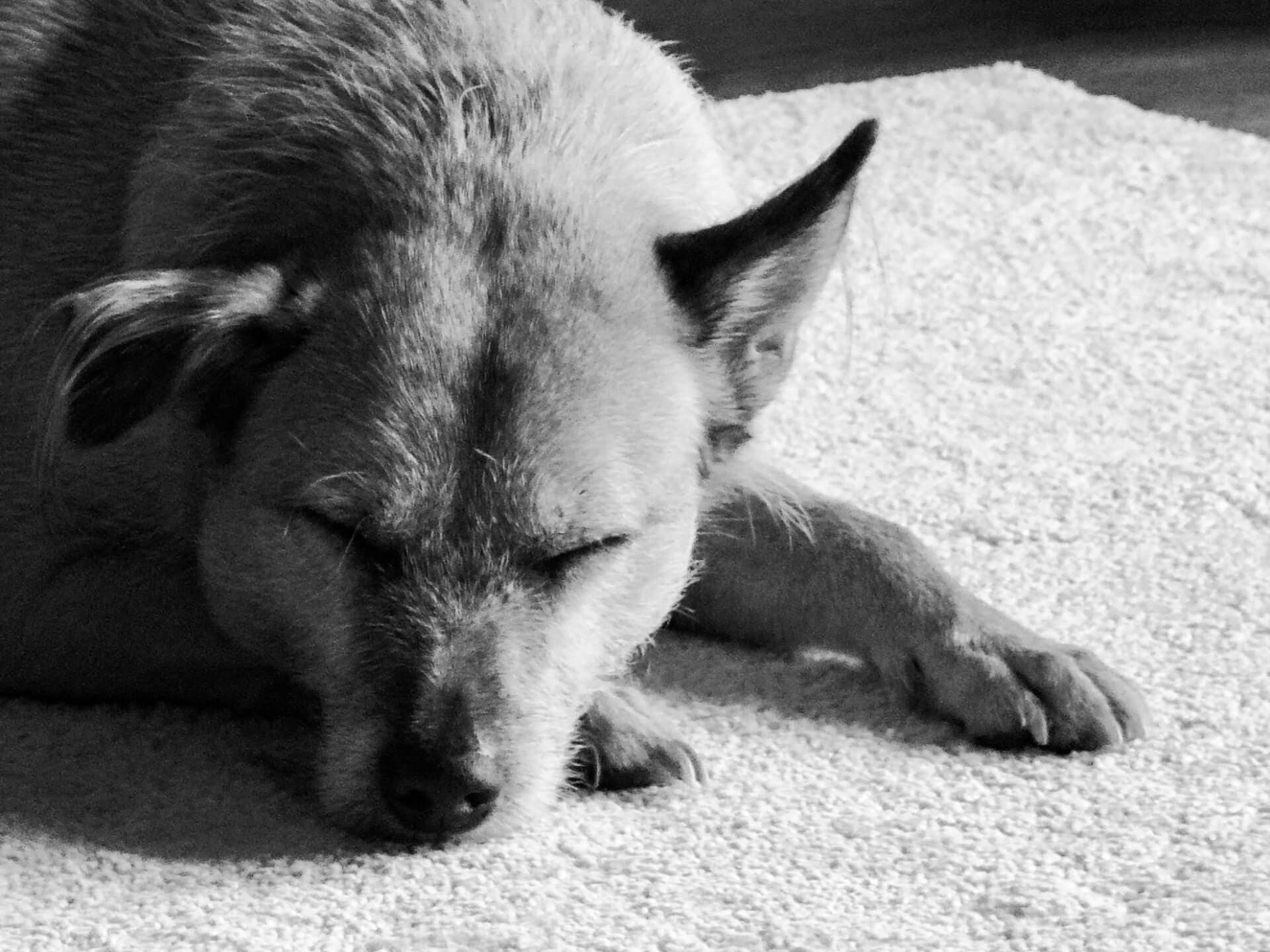 Dog sleeping peacefully on a carpet in black and white