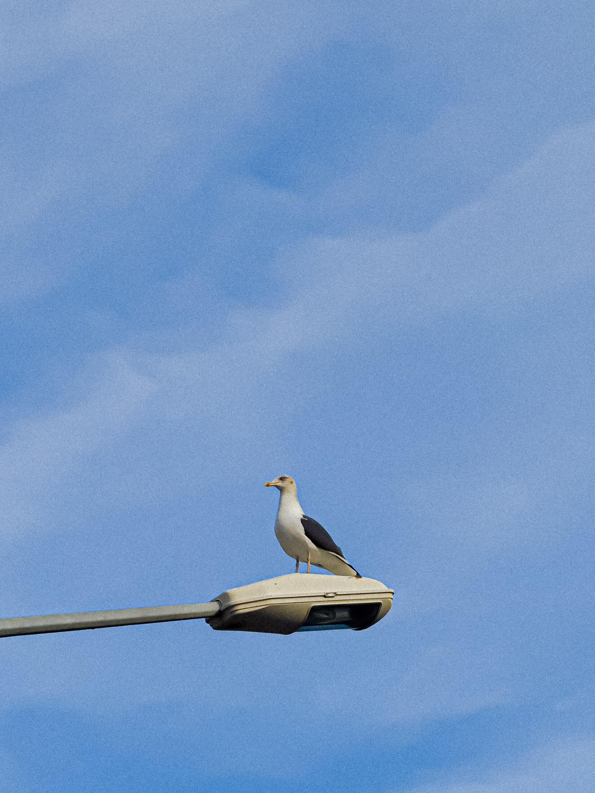 Seagull perched on a street lamp against a blue sky