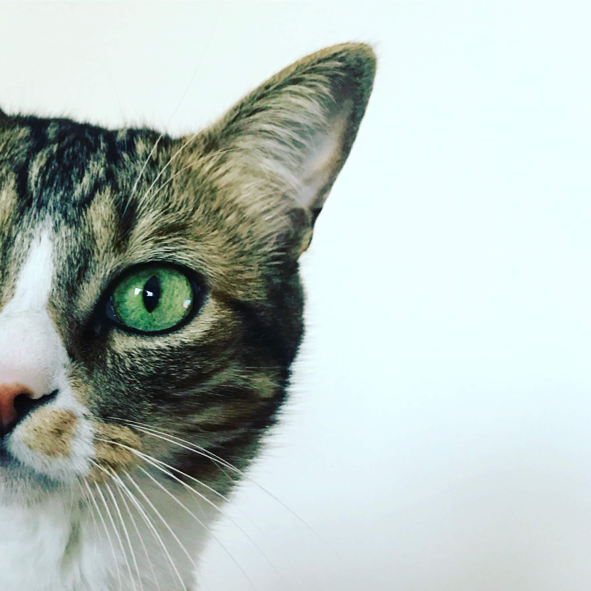 Close-up portrait of a tabby cat with green eyes