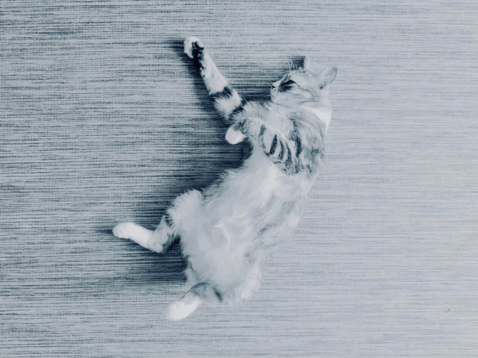 Cat stretched out sleeping on a wooden floor