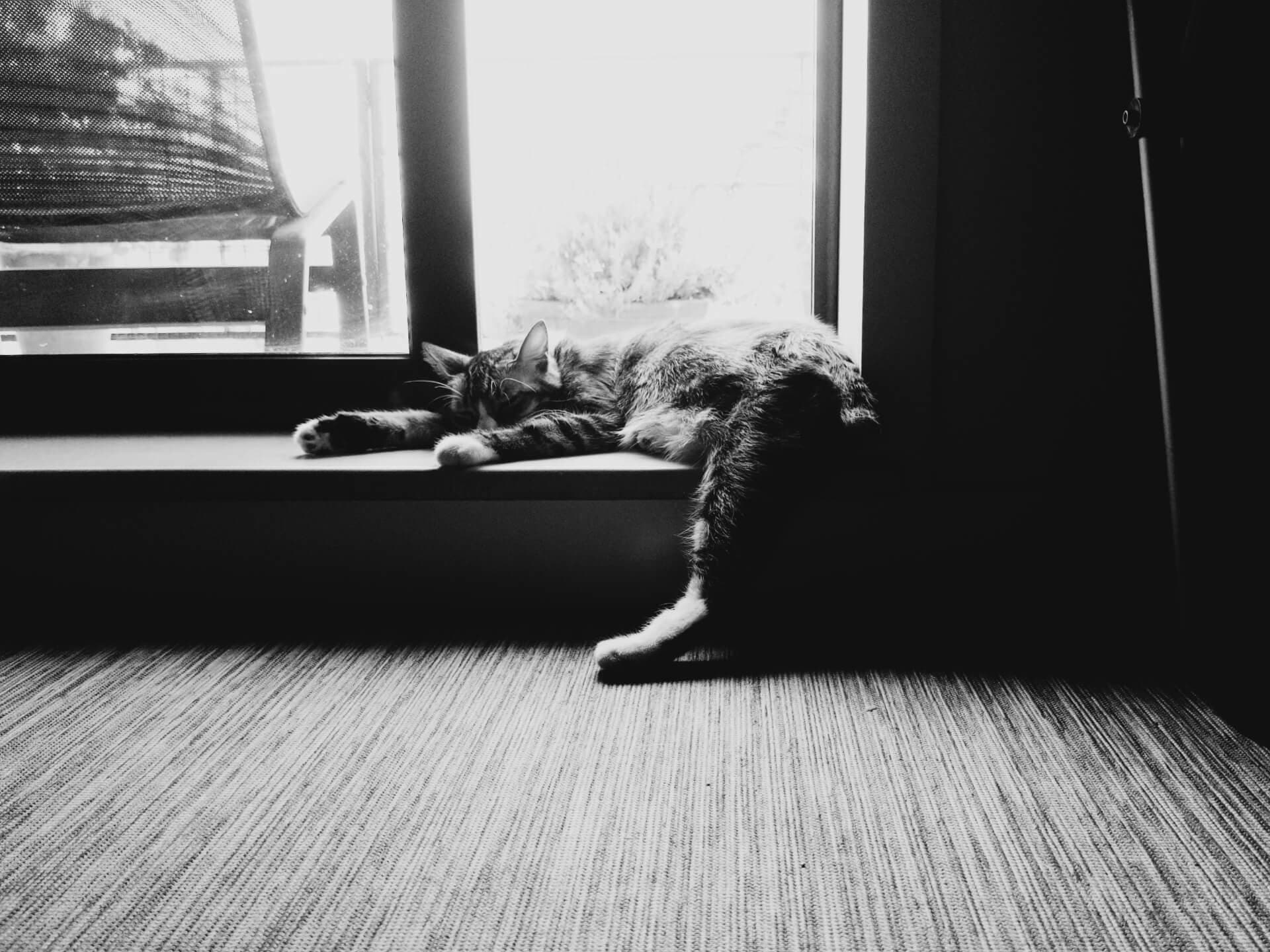 Cat curled up sleeping by a window on a carpet in black and white
