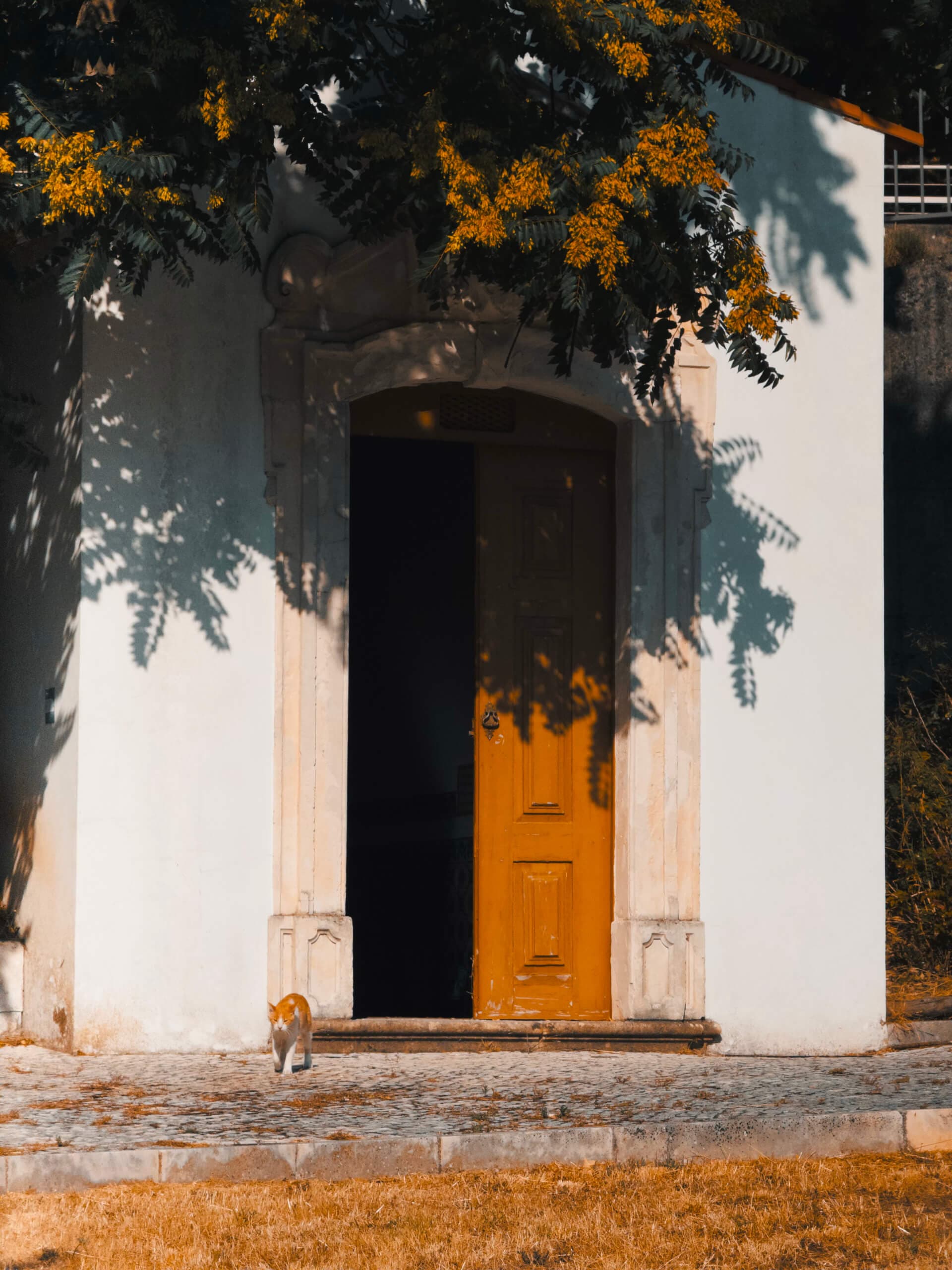 Cat walking near a church doorway surrounded by yellow flowers