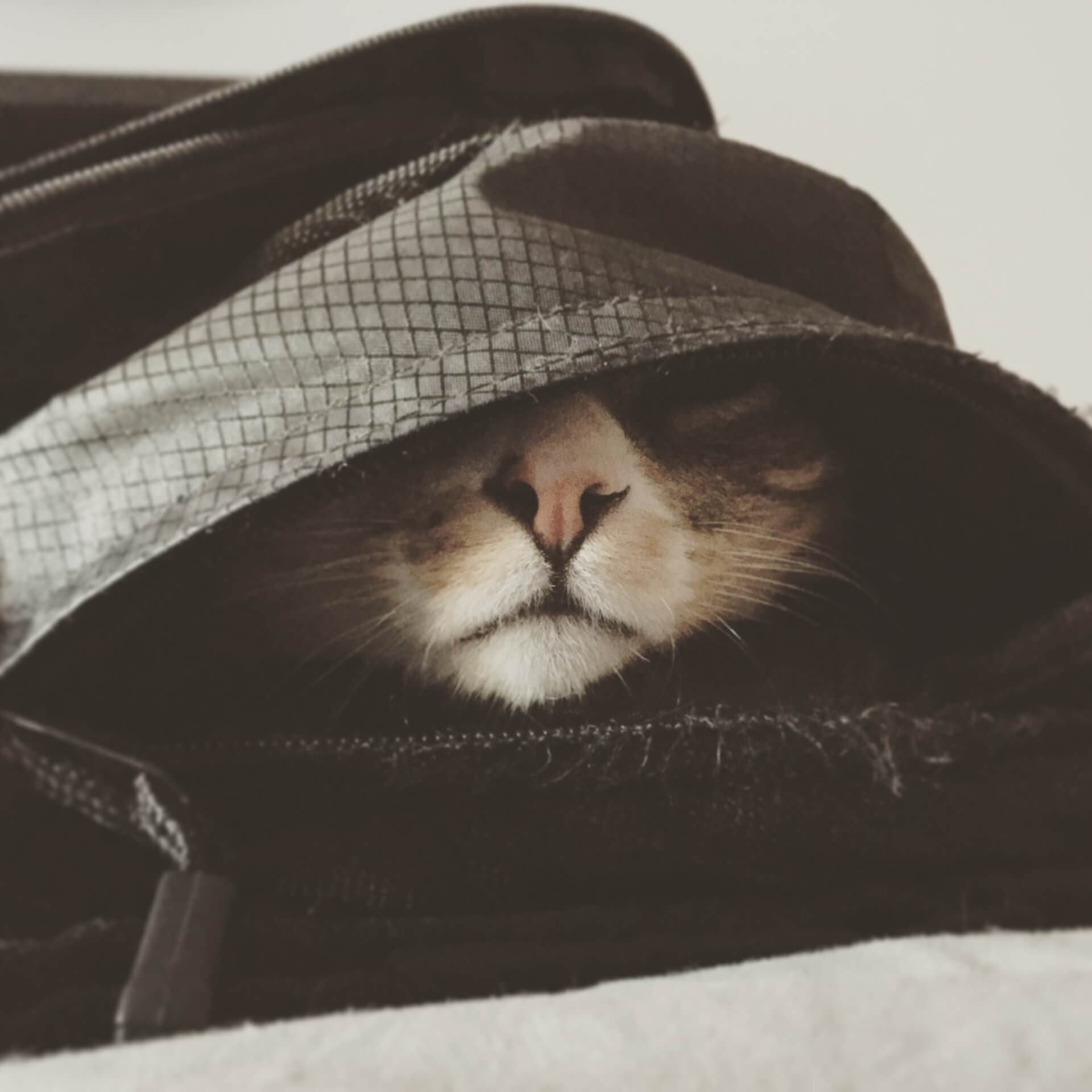 Cat peeking out from inside a bag