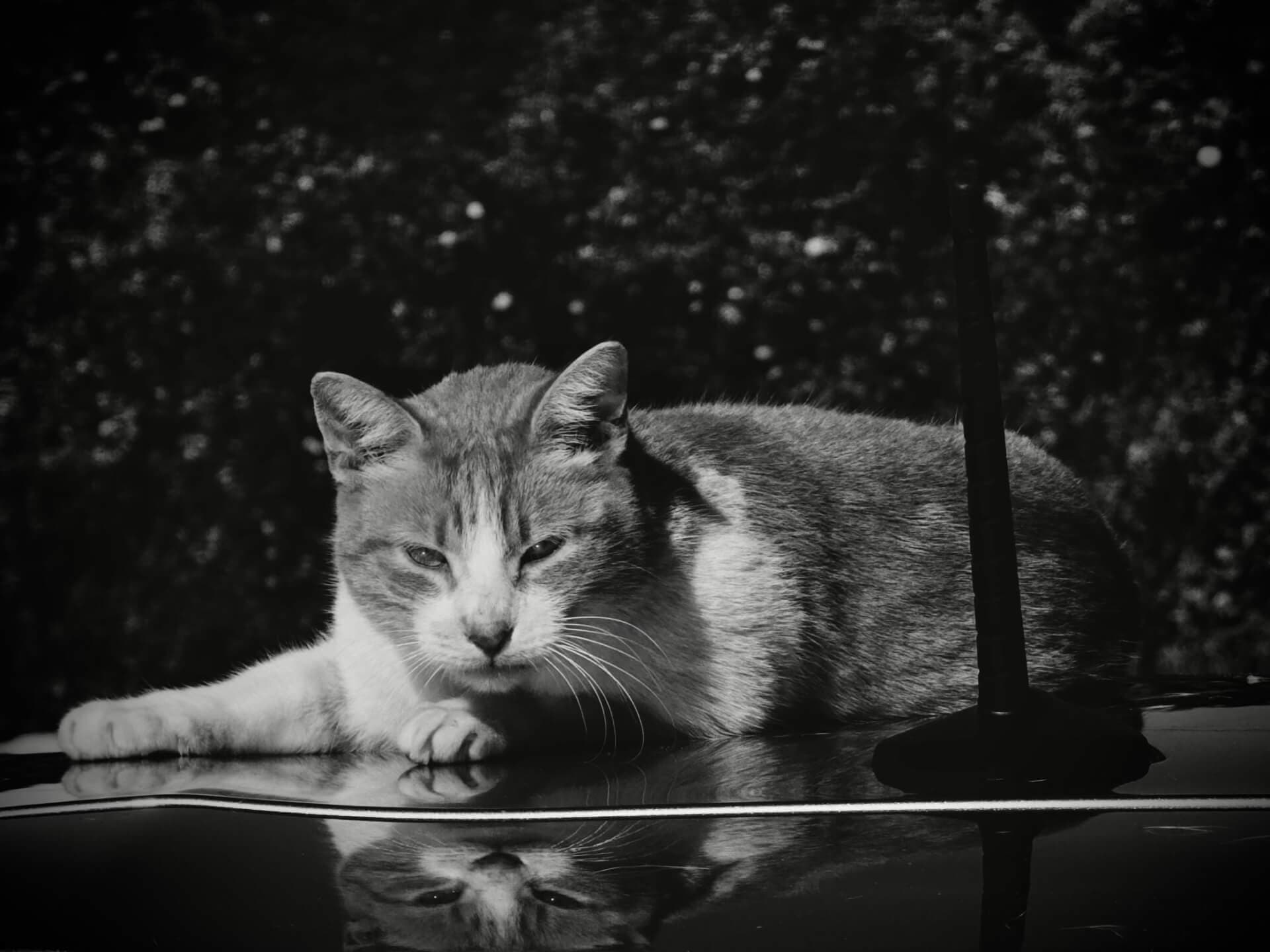 Cat resting on a car roof with its reflection visible in black and white